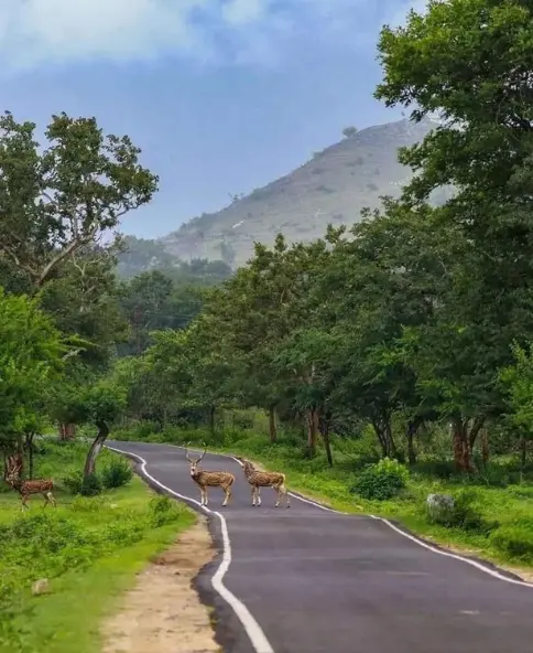 South Trek