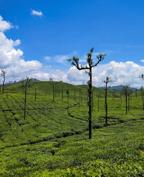 South Trek