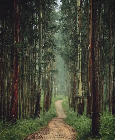South Trek
