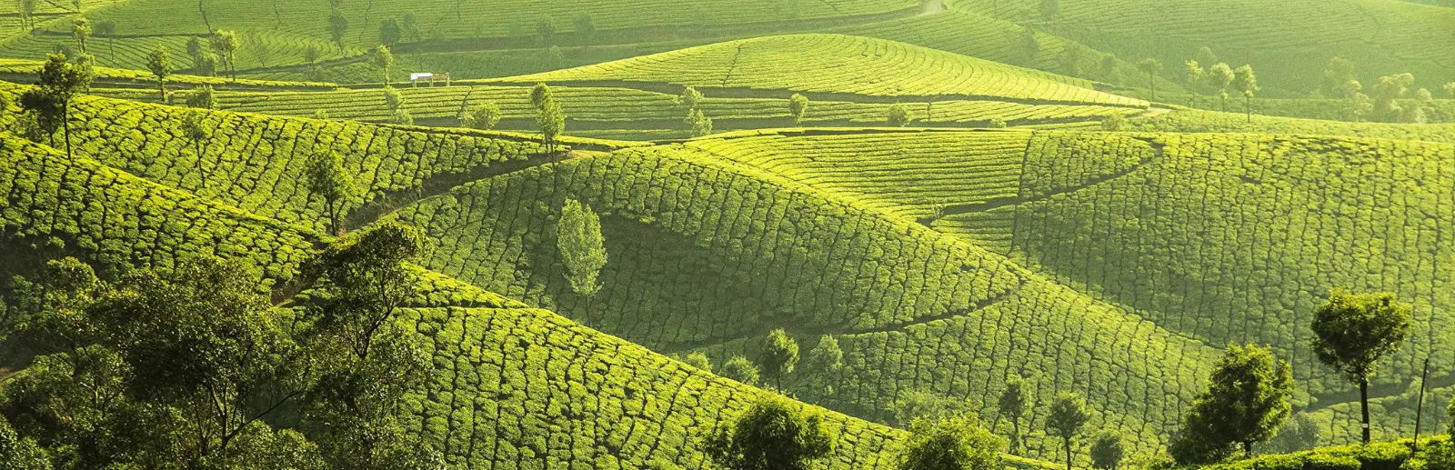 south trek